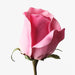 Rose Bud Celine Fuschia 58cm - Pack of 24