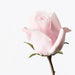 Rose Bud Celine Light Pink 58cm - Pack of 24