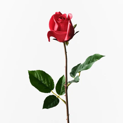 Rose Bud Celine Red 58cm - Pack of 24