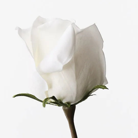 Rose Bud Celine White 58cm - Pack of 24