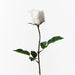 Rose Bud Celine White 58cm - Pack of 24