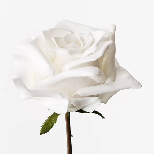 Rose Celine White 58cm - Pack of 12