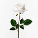 Rose Celine White 58cm - Pack of 12