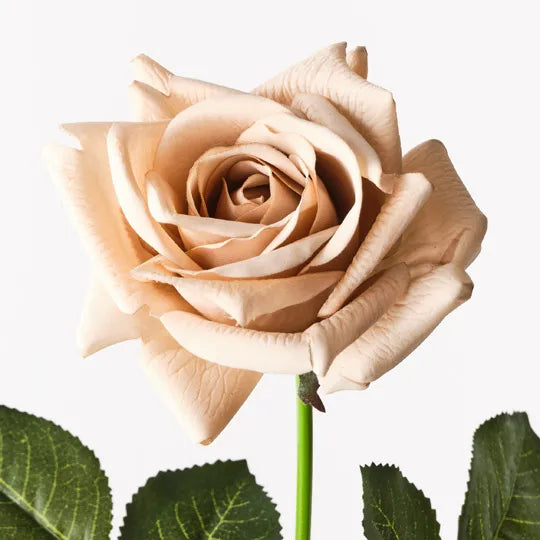 Rose Kim Latte Brown 65cm Pack of 12