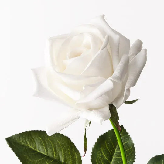 Rose Kim Winter White 65cm Pack of 12