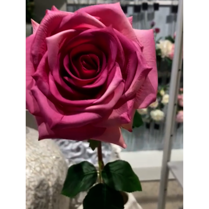 Rose Olivia Fuschia 72cm Pack of 12