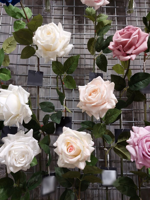 Rose Hannah White 75cm - Pack of 12