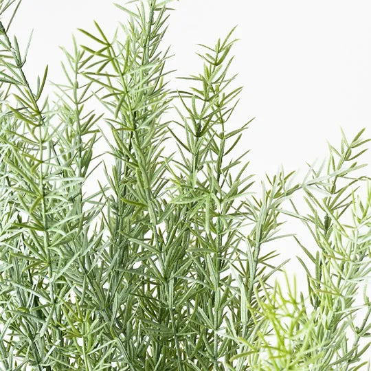 Rosemary Bush Grey Green 61cm Set of 6