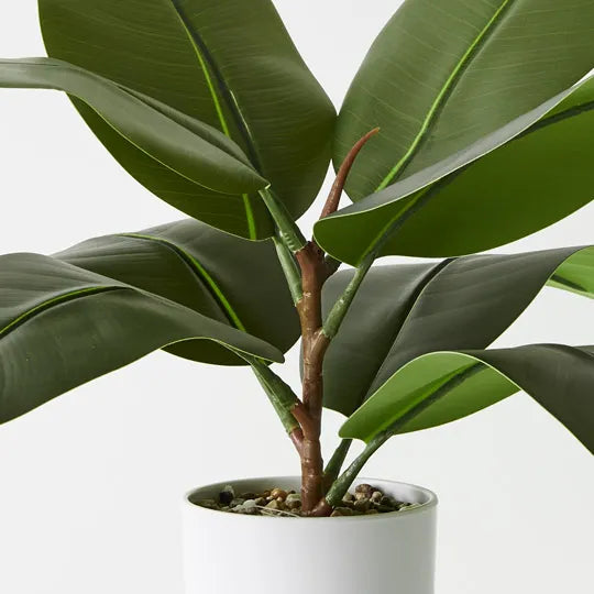 Rubber Plant Green 38cm Pack of 4