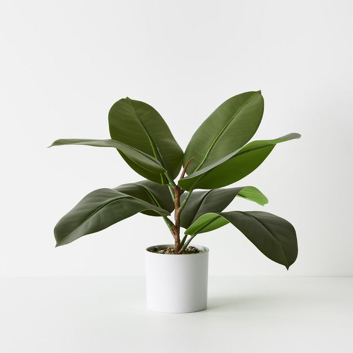 Rubber Plant Green 38cm Pack of 4