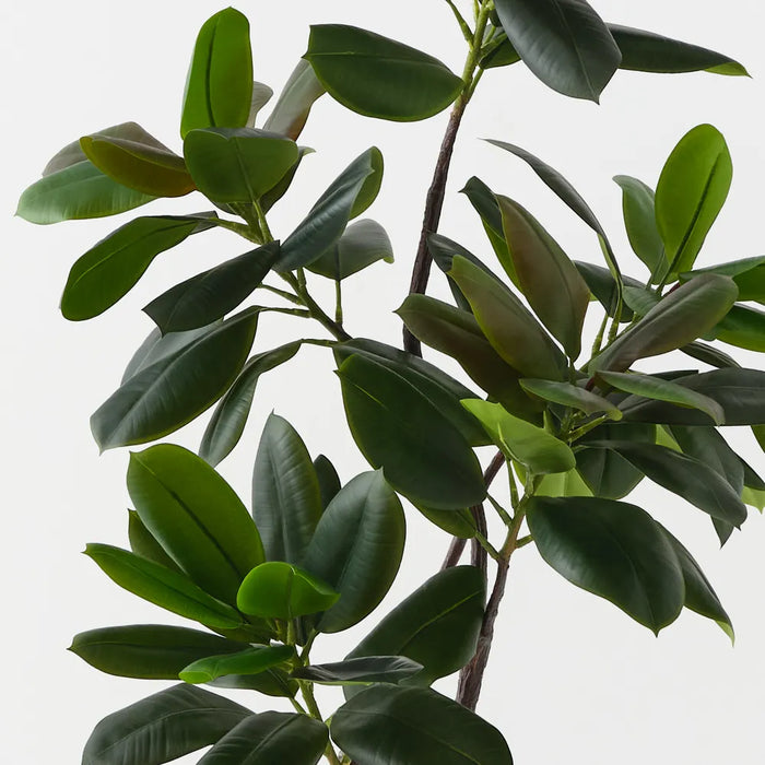 Rubber Tree Green 145cm Pack of 2