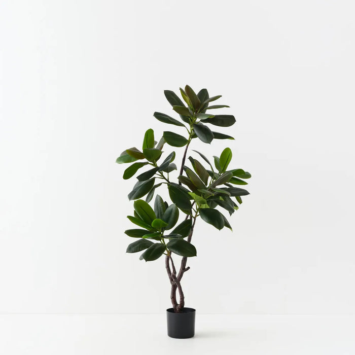 Rubber Tree Green 145cm Pack of 2