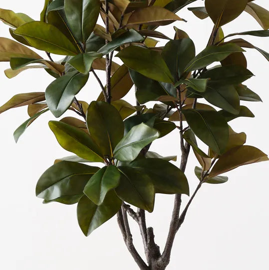 Rubber Tree Green 160cm Pack of 2