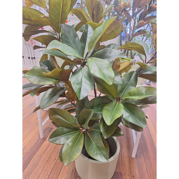Rubber Tree Green 160cm Pack of 2