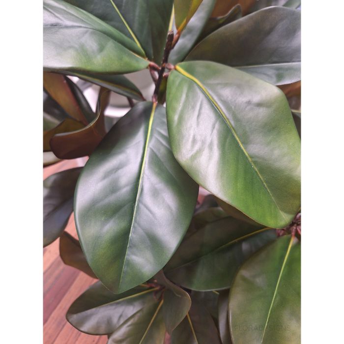 Rubber Tree Green 160cm Pack of 2