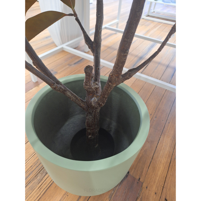 Rubber Tree Green 160cm Pack of 2