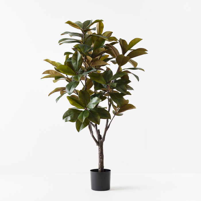 Rubber Tree Green 160cm Pack of 2