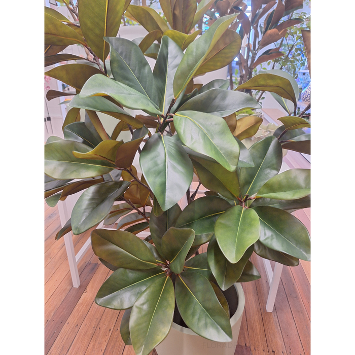 Rubber Tree Green 160cm Pack of 2