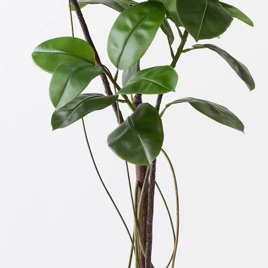 Rubber Tree Green 180cm - Pack of 2