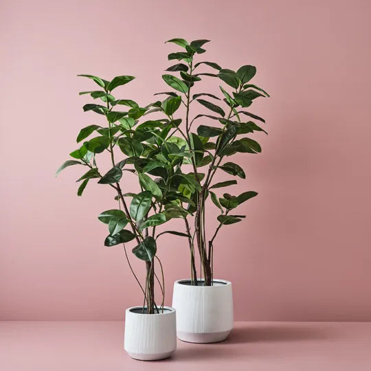 Rubber Tree Green 180cm - Pack of 2