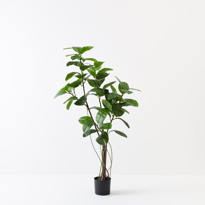 Rubber Tree Green 180cm - Pack of 2