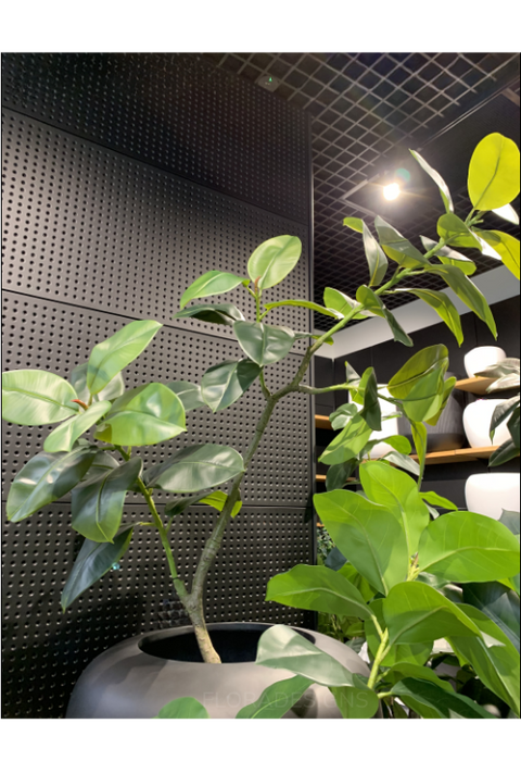Rubber Tree Green 180cm