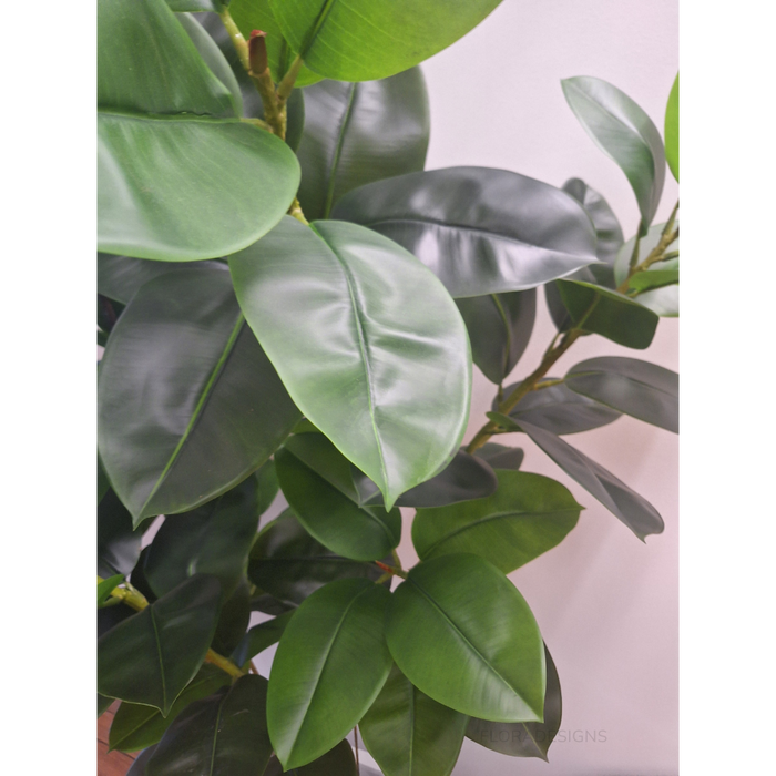 Rubber Tree Green 210cm - Pack of 2