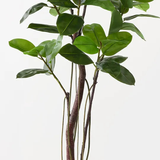 Rubber Tree Green 210cm - Pack of 2