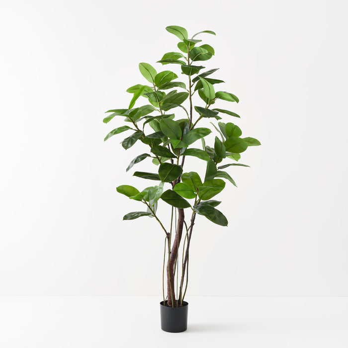 Rubber Tree Green 210cm - Pack of 2