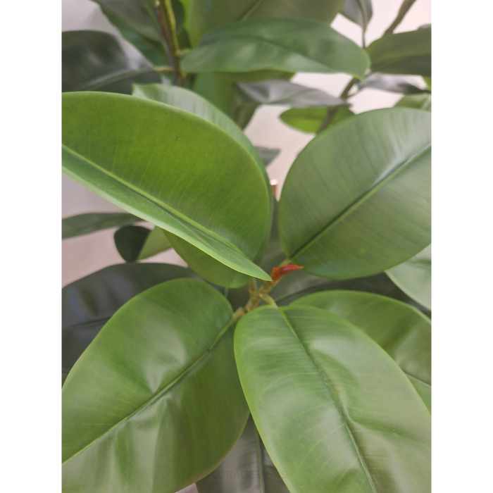 Rubber Tree Green 210cm - Pack of 2
