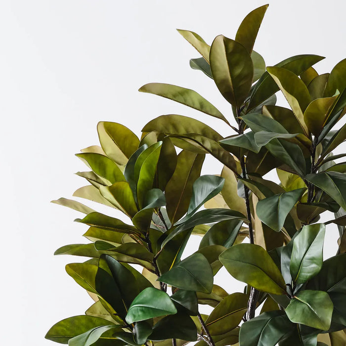 Rubber Tree Green 220cm