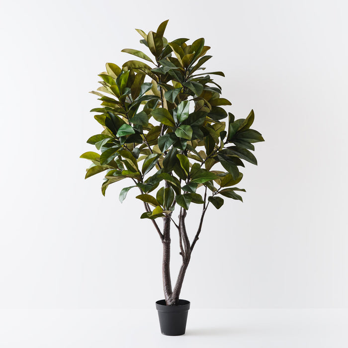 Rubber Tree Green 220cm