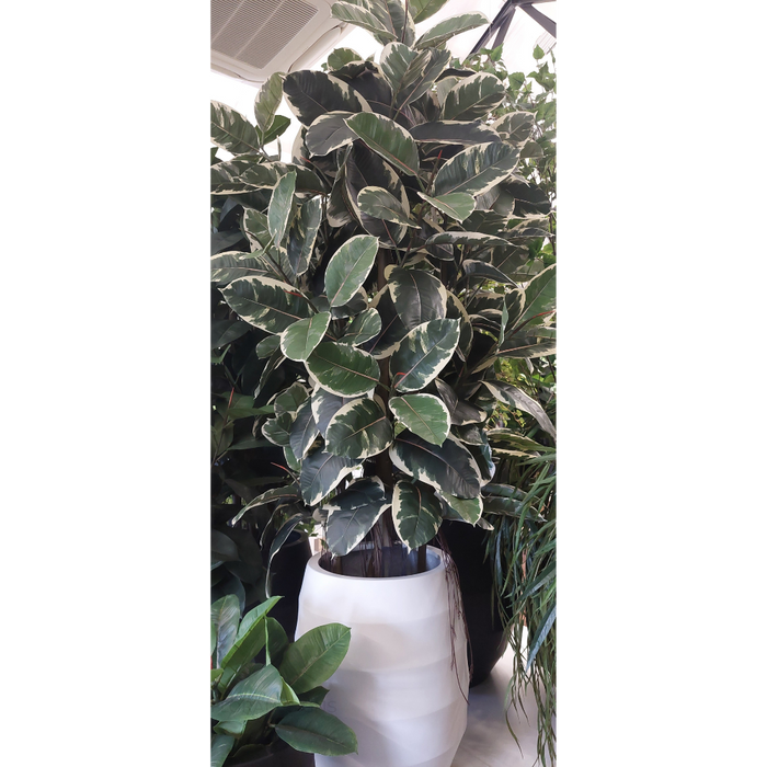 Rubber Tree Variegated 170cm Pack of 2