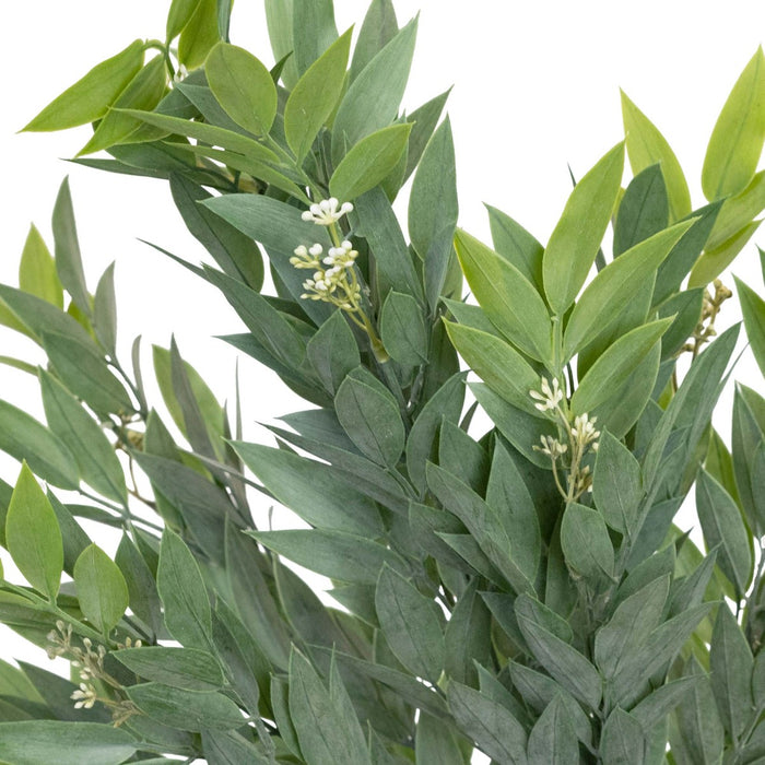 Ruscus Bush 51cm Pack of 6