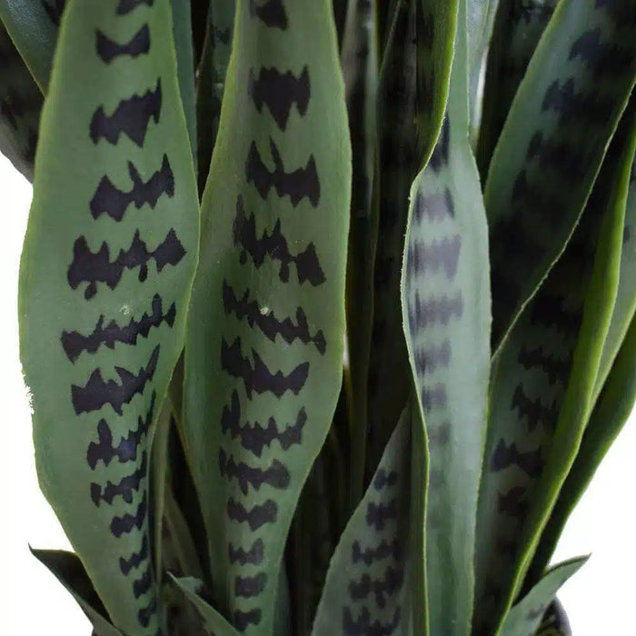 Sansevieria Green UV Resistant in Pot 90cm