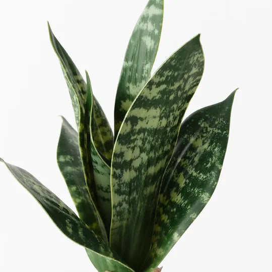 Sansevieria Plant Green 19cm Pack of 12