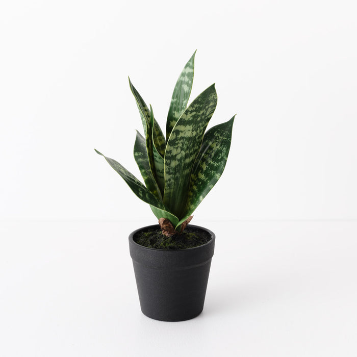 Sansevieria Plant Green 19cm Pack of 12