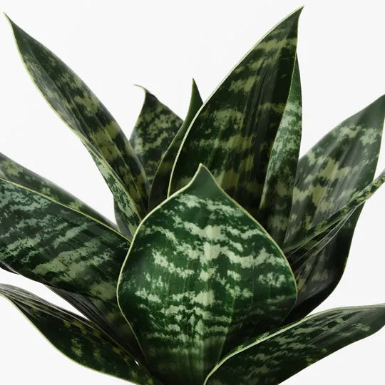 Sansevieria Plant Green 25cm Pack of 6