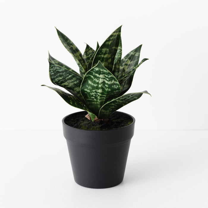 Sansevieria Plant Green 25cm Pack of 6