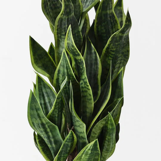 Sansevieria Plant Green 81cm Pack of 2