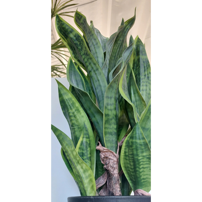 Sansevieria Plant Green 81cm Pack of 2