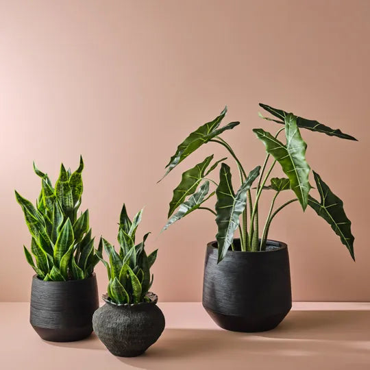 Sansevieria Plant Green 81cm Pack of 2