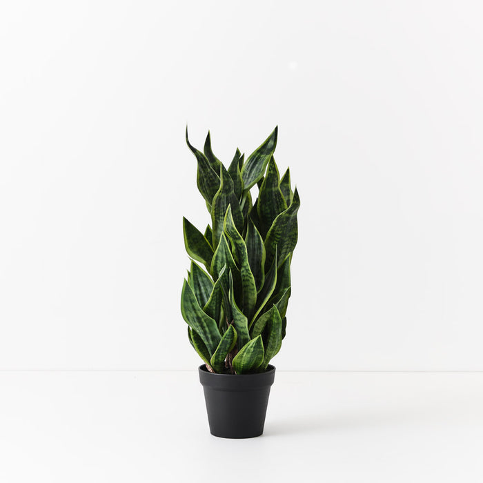 Sansevieria Plant Green 81cm Pack of 2