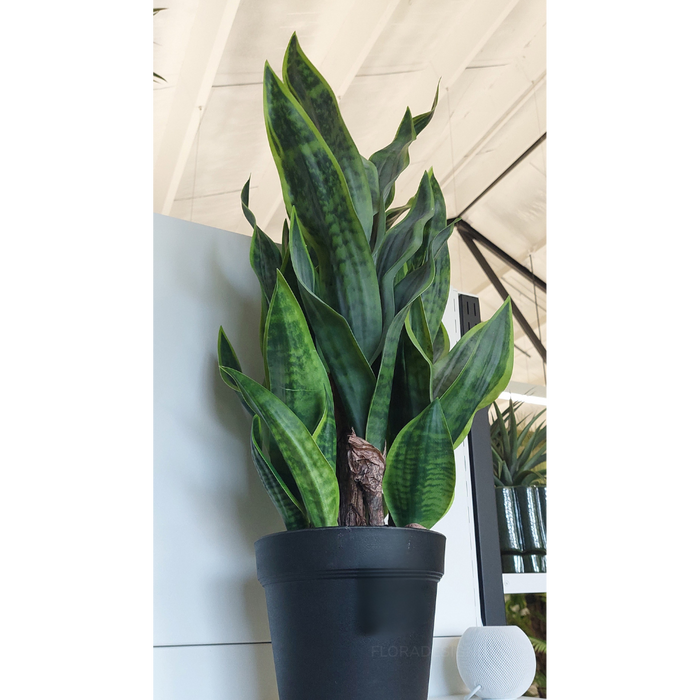 Sansevieria Plant Green 81cm Pack of 2