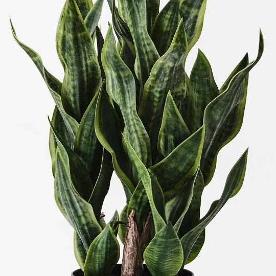 Sansevieria Plant Green 99cm