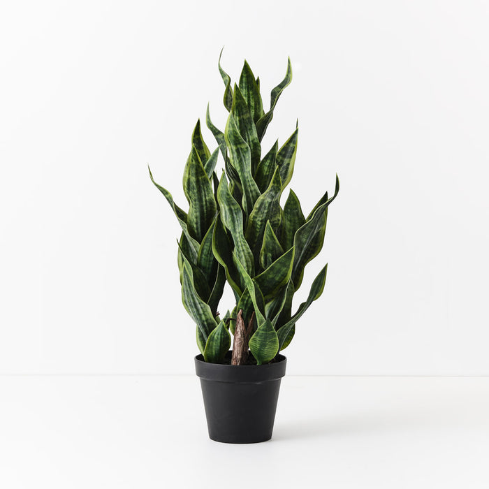 Sansevieria Plant Green 99cm