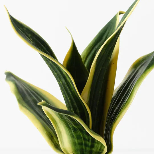 Sansevieria Plant Green Yellow 19cm Pack of 12