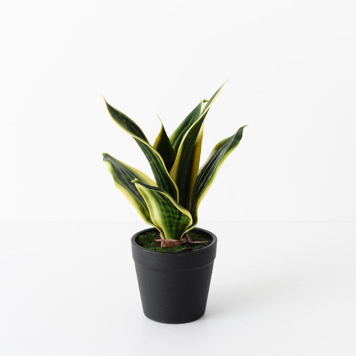 Sansevieria Plant Green Yellow 19cm Pack of 12