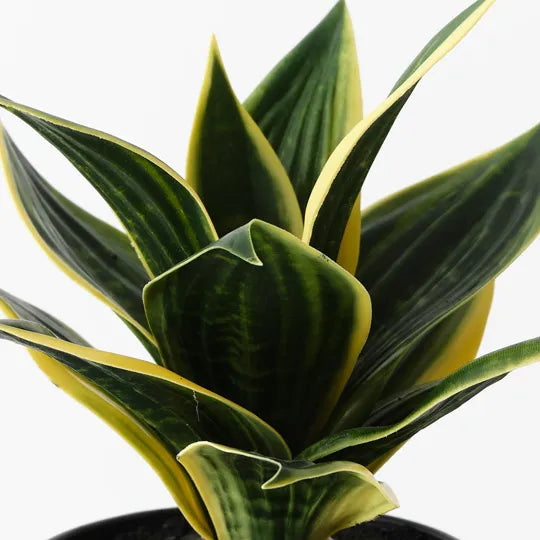 Sansevieria Plant Green Yellow 25cm Pack of 6