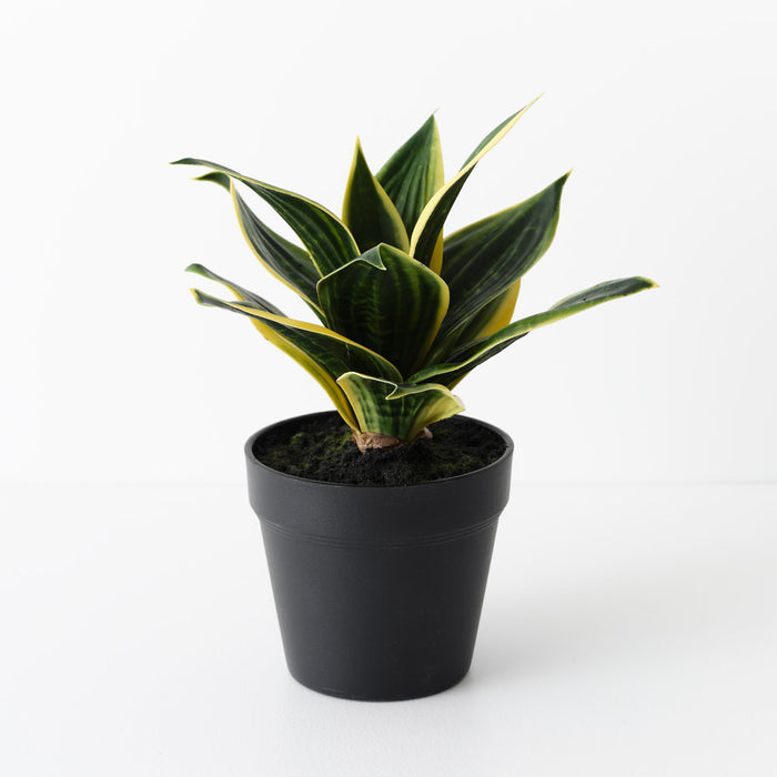 Sansevieria Plant Green Yellow 25cm Pack of 6